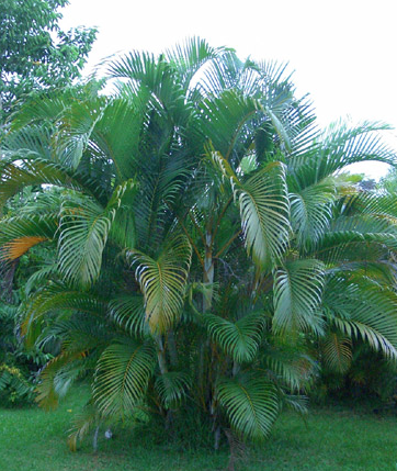 Palmeira da família Arecaceae