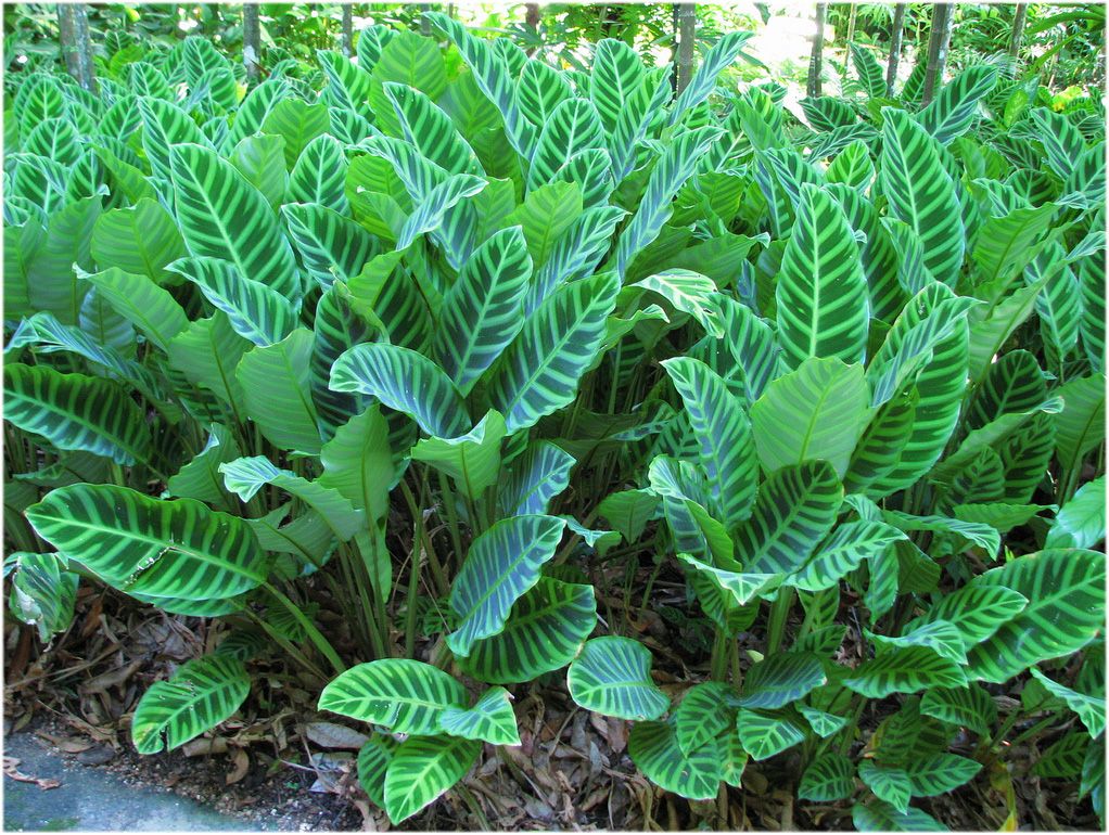 Espécie da família Marantaceae