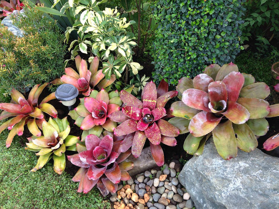 Exemplar de espécies da família Bromeliaceae