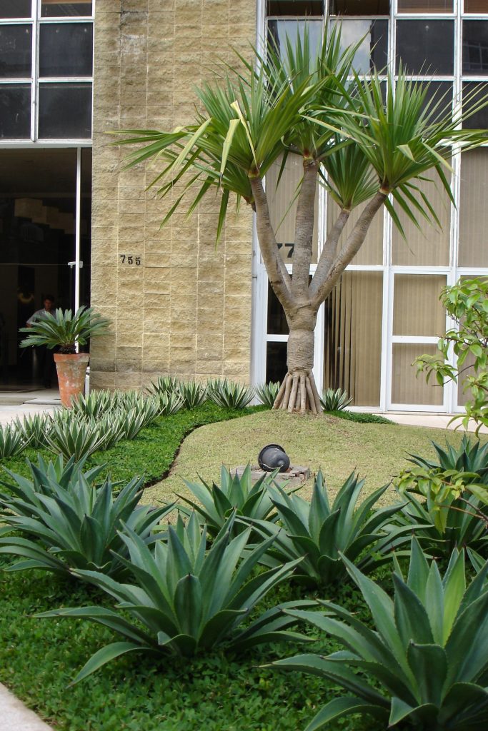 Jardim contemporâneo com vegetação em canteiros