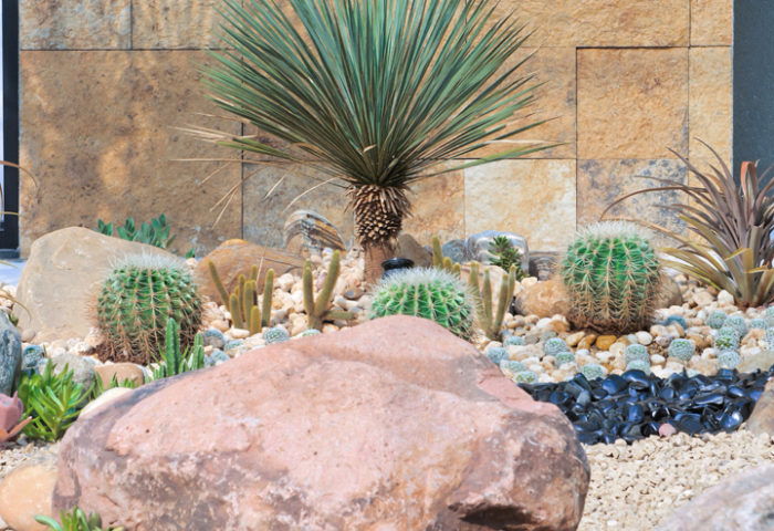 Jardim rochoso com suculentas